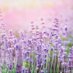 Merk Tuindecoratie></noscript>Garden Collection Tuindoek